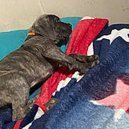 Gunny joined the competition — help win amazing prizes! animal, bed, blanket, brindle, collar, colorful, comfort, cozy, cute, dog, fur, indoor, pet, puppy, relaxing, resting, sleepy, soft, warm, young
