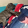 animal, bed, blanket, brindle, collar, colorful, comfort, cozy, cute, dog, fur, indoor, pet, puppy, relaxing, resting, sleepy, soft, warm, young