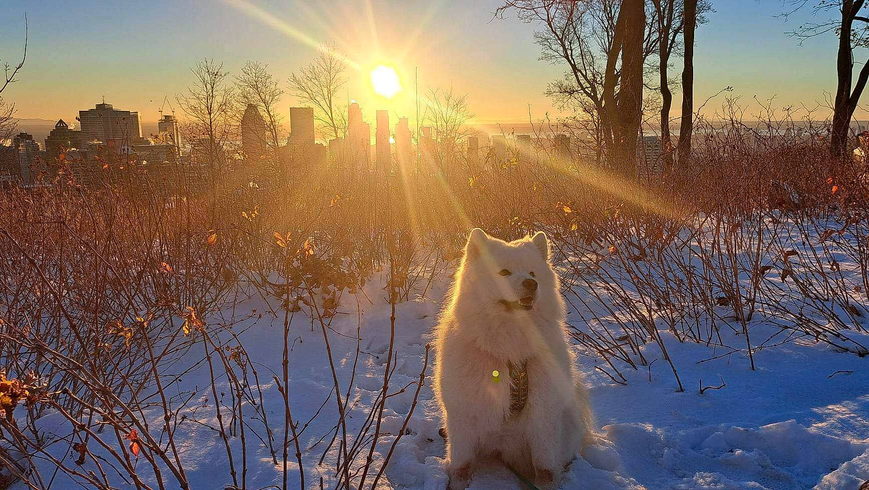 Belle participe au concours pour gagner de l'argent avec cette photo : atmosphere, atmospheric_phenomenon, carnivore, daytime, freezing, grass, landscape, light, morning, natural_landscape, nature, people_in_nature, plant, sky, snow, sunlight, sunrise, tree, twig, yellow