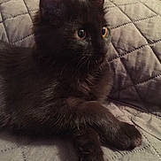 Kitty participe au concours pour gagner de l'argent avec cette photo : black, black_cat, bombay, carnivoran, cat, cat_like_mammal, domestic_short_haired_cat, fauna, fur, kitten, korat, maine_coon, nebelung, small_to_medium_sized_cats, snout, whiskers