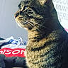 Grisette a rejoint le concours — aidez-le/la à gagner de superbes lots ! american_shorthair, asian, california_spangled, cat, cat_like_mammal, claw, domestic_short_haired_cat, dragon_li, european_shorthair, fauna, fur, kitten, mammal, small_to_medium_sized_cats, snout, tabby_cat, whiskers