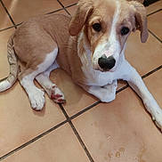 Vegas a rejoint le concours — aidez-le/la à gagner de superbes lots ! puppy, dog, tan, white, floor, tile, indoor, pet, cute, animal, lying_down, looking_up, ears, nose, paw, young, domestic, kitchen, food_bowl, appliance