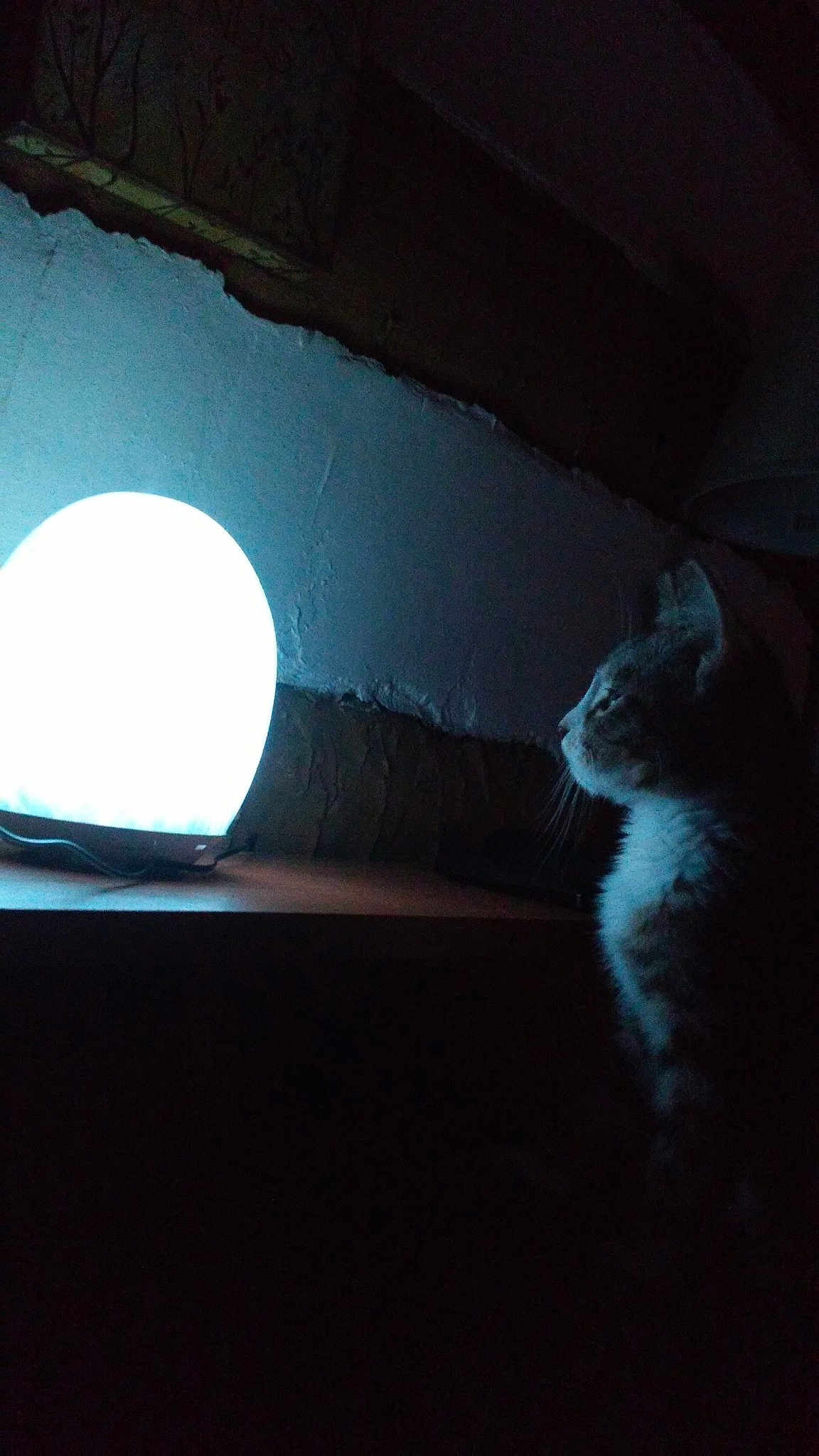 Poon Poon Kitty