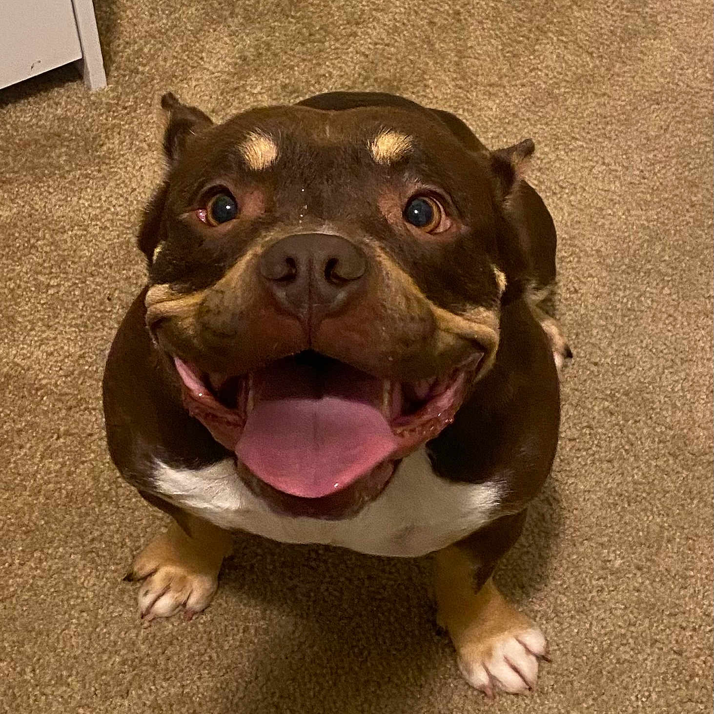 Coco joined the competition — help win amazing prizes! animal, ball, bodypart, bostonbull, boxer, bulldog, canine, dog, football, frenchbulldog, hound, mouth, person, pet, pitbull, puppy, snout, soccer, soccerball, sport