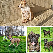 Tokarev participe au concours pour gagner de l'argent avec cette photo : dog, canine, pet, brindle, playing, soccer_ball, grass, portrait, outdoor, indoor, tiled_floor, sunlight, shadow, sitting, panting, close_up, collage, harness, nose, ears