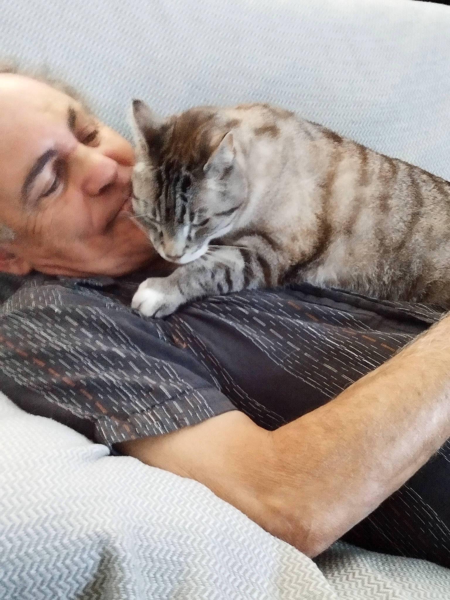 Cerezino a rejoint le concours — aidez-le/la à gagner de superbes lots ! arm, bed, carnivore, cat, comfort, couch, domestic_short_haired_cat, ear, fawn, felidae, fur, gesture, happy, hug, lap, leg, small_to_medium_sized_cats, smile, snout, whiskers