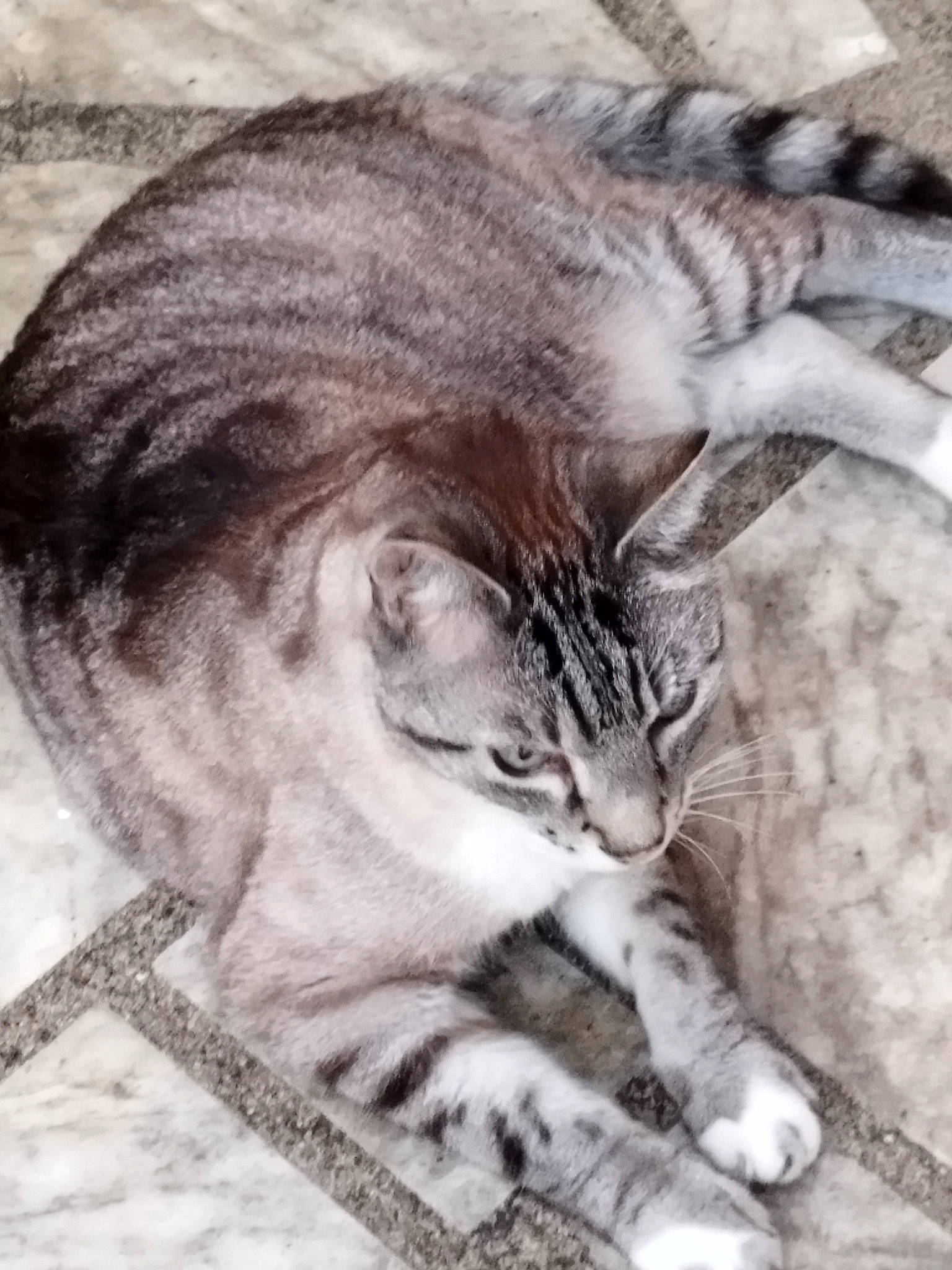 Cerezino a rejoint le concours — aidez-le/la à gagner de superbes lots ! art, carnivore, cat, claw, domestic_short_haired_cat, felidae, fur, monochrome, painting, paw, sitting, small_to_medium_sized_cats, snout, tail, terrestrial_animal, visual_arts, whiskers, wildlife