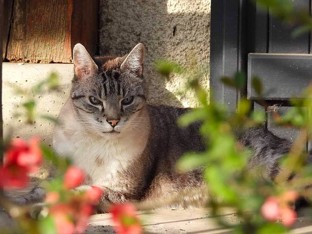 Cerezino participe au concours pour gagner de l'argent avec cette photo : carnivore, cat, domestic_short_haired_cat, fawn, felidae, fur, grass, houseplant, lynx, pet_supply, petal, plant, small_to_medium_sized_cats, snout, terrestrial_animal, tree, vertebrate, whiskers, wildlife, window