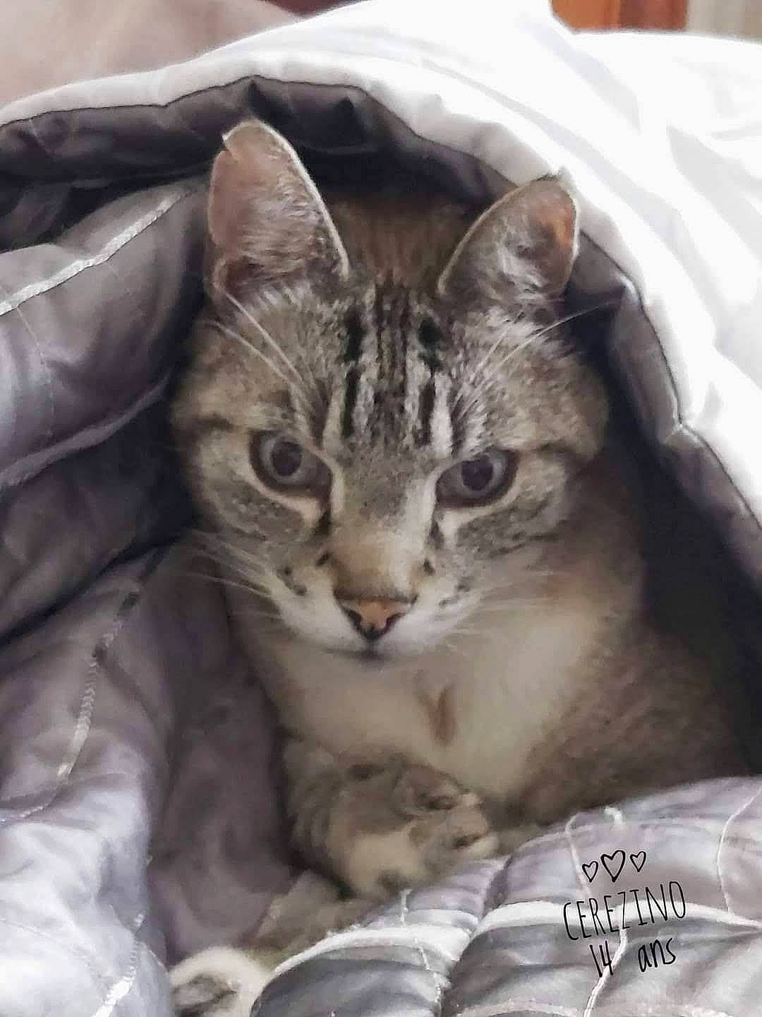 Cerezino a rejoint le concours — aidez-le/la à gagner de superbes lots ! carnivore, cat, claw, comfort, domestic_short_haired_cat, felidae, fur, metal, paw, photo_caption, small_to_medium_sized_cats, terrestrial_animal, tree, whiskers, window