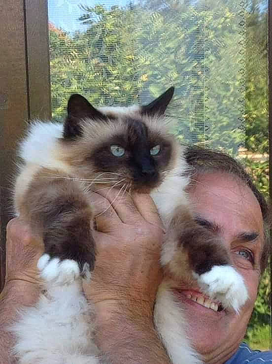 Calyss participe au concours pour gagner de l'argent avec cette photo : balinese, birman, carnivore, cat, fawn, felidae, fur, iris, siamese, sky, small_to_medium_sized_cats, snout, thai, tree, whiskers