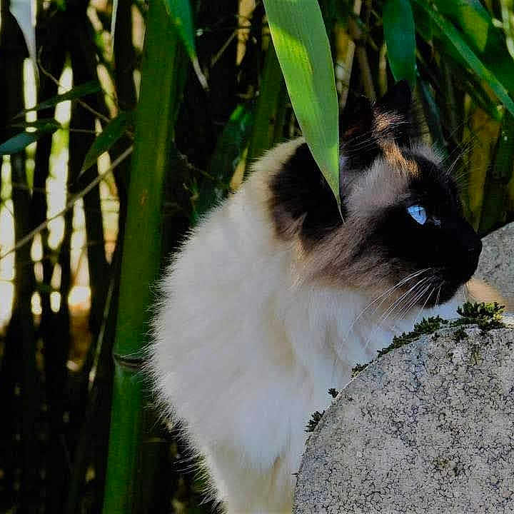 Calyss