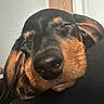Pizza participe au concours pour gagner de l'argent avec cette photo : dog, puppy, black_and_tan, floppy_ears, large_nose, close_up, pet, canine, brown_fur, black_fur, snout, whiskers, indoors, portrait, facial_expression, curious, sleepy, adorable, animal_photography, head