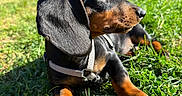 Pizza a rejoint le concours — aidez-le/la à gagner de superbes lots ! dog, dachshund, black_and_tan, long_ears, floppy_ears, short_legs, long_body, harness, outdoors, grass, lawn, garden, park, sunlight, lying_down, side_profile, pet, animal, portrait, nature
