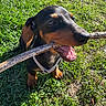 Pizza a rejoint le concours — aidez-le/la à gagner de superbes lots ! dog, black_and_tan, puppy, animal, pet, outdoor, grass, branch, stick, chewing, open_mouth, tongue, harness, brown_eyes, portrait, sunlight, nature, playful, funny, closeup