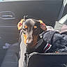 puppy, dog, black_and_tan, pet, animal, car, vehicle, seat, car_interior, travel, harness, collar, blanket, bag, sunlight, portrait, close_up, sitting, cute, road_trip