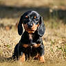 dog, puppy, dachshund, black_and_tan, long_ears, floppy_ears, sitting, outdoors, field, grass, dry_grass, dandelion, nature, animal_portrait, closeup, centered_composition, sunlight, blurred_background, short_coat, cute