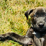 Joker is registered to the contest to win money with this photo: puppy, dog, grass, outdoor, pet, animal, black_fur, close_up, sunlight, laying_down, young_dog, nature, cute, canine, portrait, paw, fur, eyes, daylight, relaxed