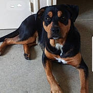 N'Zo a rejoint le concours — aidez-le/la à gagner de superbes lots ! dog, rottweiler, black_and_tan, pet, animal, lying_down, floor, indoor, portrait, front_view, brown markings, black fur, white_chest, long_legs, paws, collar, doorway, phone_screenshot, lock_screen, home