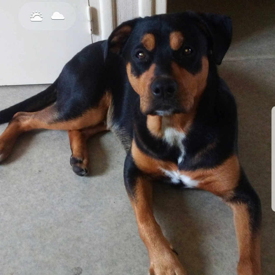 N'Zo a rejoint le concours — aidez-le/la à gagner de superbes lots ! dog, rottweiler, black_and_tan, pet, animal, lying_down, floor, indoor, portrait, front_view, brown markings, black fur, white_chest, long_legs, paws, collar, doorway, phone_screenshot, lock_screen, home