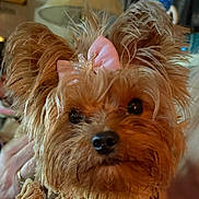 Ainsley joined the competition — help win amazing prizes! dog, yorkshire_terrier, small_dog, toy_dog, long_hair, fluffy, brown_fur, tan_fur, pink_bow,  jeweled_accessory, pet, portrait, close_up, looking_at_camera, black_nose, dark_eyes, groomed, indoors, cute, collar