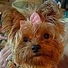 dog, yorkshire_terrier, small_dog, toy_dog, long_hair, fluffy, brown_fur, tan_fur, pink_bow,  jeweled_accessory, pet, portrait, close_up, looking_at_camera, black_nose, dark_eyes, groomed, indoors, cute, collar