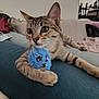 cat, tabby_cat, kitten, pet, toy, blue_toy, plush, sofa, couch, living_room, whiskers, paw, ear, eyes, fur, indoor, furniture, playing, relaxed, close_up