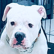 Hunter joined the competition — help win amazing prizes! animal, canine, close_up, collar, cute, dog, domestic_animal, ears, expression, face, floor, friendly, indoor, leash, looking, metal_bars, nose, pet, portrait, white_dog