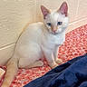 Bianco joined the competition — help win amazing prizes! kitten, cat, white_fur, blue_eyes, sitting, indoors, bedroom, blanket, floral_pattern, navy_blanket, brick_wall, pink, cute, pet, animal, portrait, whiskers, ears, tail, cozy