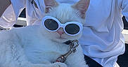 Bianco is registered to the contest to win money with this photo: animal, cat, close_up, collar, cool_cat, fashion, fluffy, fur, lap, necklace, outdoor, person, pet, portrait, sitting, sunglasses, sunlight, tag, white_cat, white_shirt