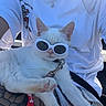 cat, white_cat, sunglasses, pet, animal, fluffy, fur, collar, tag, sitting, lap, person, white_shirt, necklace, outdoor, sunlight, close_up, portrait, fashion, cool_cat