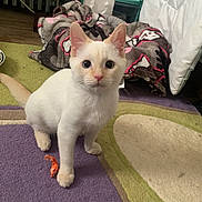 Bianco joined the competition — help win amazing prizes! cat, kitten, white_cat, cream_fur, blue_eyes, sitting, indoors, rug, colorful_rug, blanket, pillow, cozy, home, portrait, pet, animal, upright_ears, whiskers, direct_gaze, orange_scrap