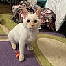 cat, kitten, white_cat, cream_fur, blue_eyes, sitting, indoors, rug, colorful_rug, blanket, pillow, cozy, home, portrait, pet, animal, upright_ears, whiskers, direct_gaze, orange_scrap