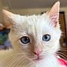 Bianco is registered to the contest to win money with this photo: cat, kitten, white_fur, blue_eyes, pink_nose, whiskers, ears, close_up, portrait, animal, pet, fluffy, cute, indoors, soft_lighting, face, staring, feline, fur, photography