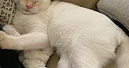Bianco is registered to the contest to win money with this photo: cat, white_cat, sleeping, fluffy, pet, animal, couch, sofa, pillow, cushion, plush_toy, indoors, cozy, nap, relaxed, lying_down, white_fur, pink_nose, patterned_fabric, portrait