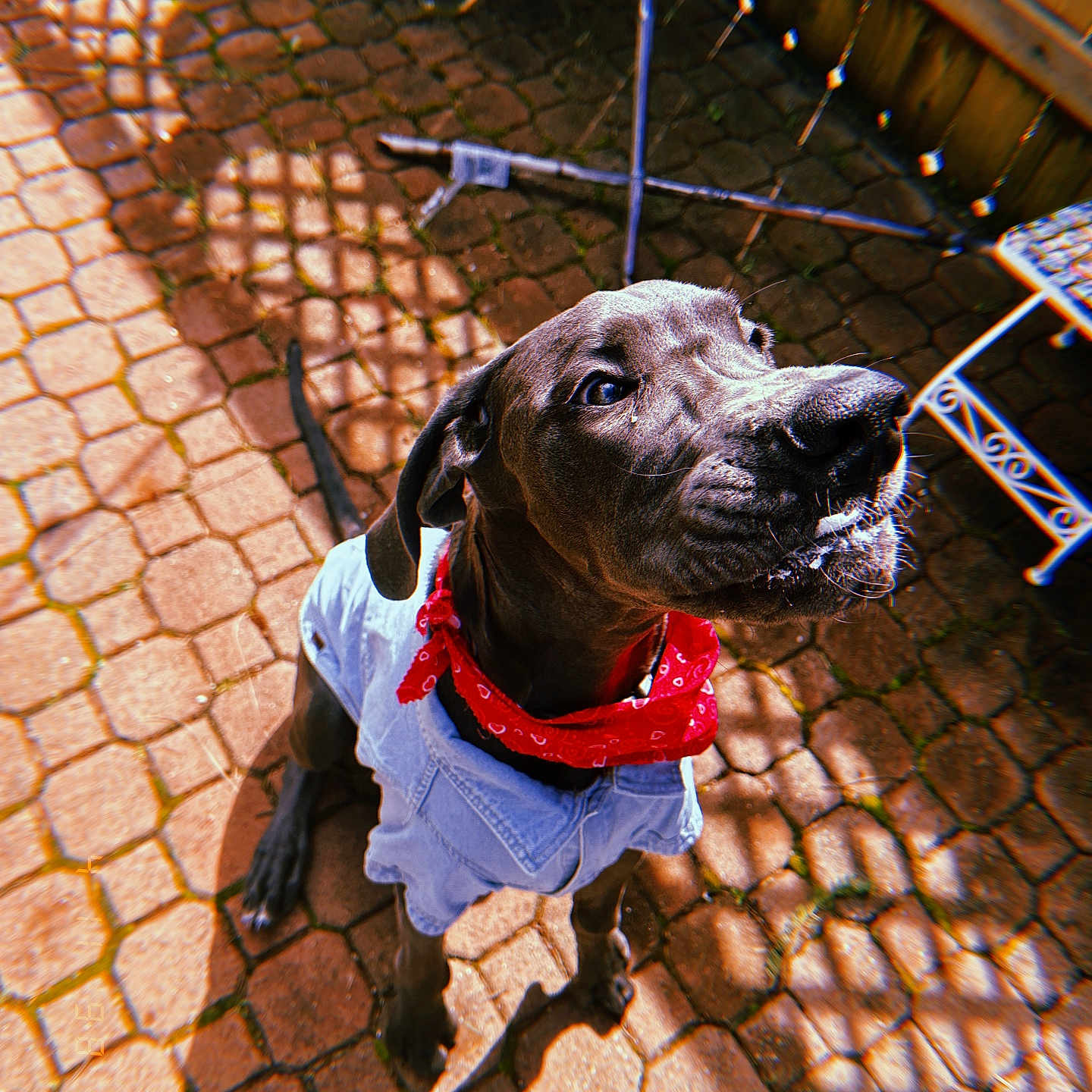 Nokona joined the competition — help win amazing prizes! accessories, animal, boxer, bulldog, canine, cobblestone, dog, flagstone, frenchbulldog, hound, leash, path, pet, pitbull, pointer, road, sidewalk, slate, strap, walkway