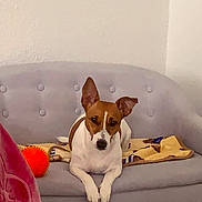 Fifille participe au concours pour gagner de l'argent avec cette photo : dog, couch, blanket, orange_ball, indoor, pet, tufted_couch, relaxed, brown_and_white, ears, toy, furniture, white_wall, laying_down, domestic_animal, companion, cozy, resting, home, animal