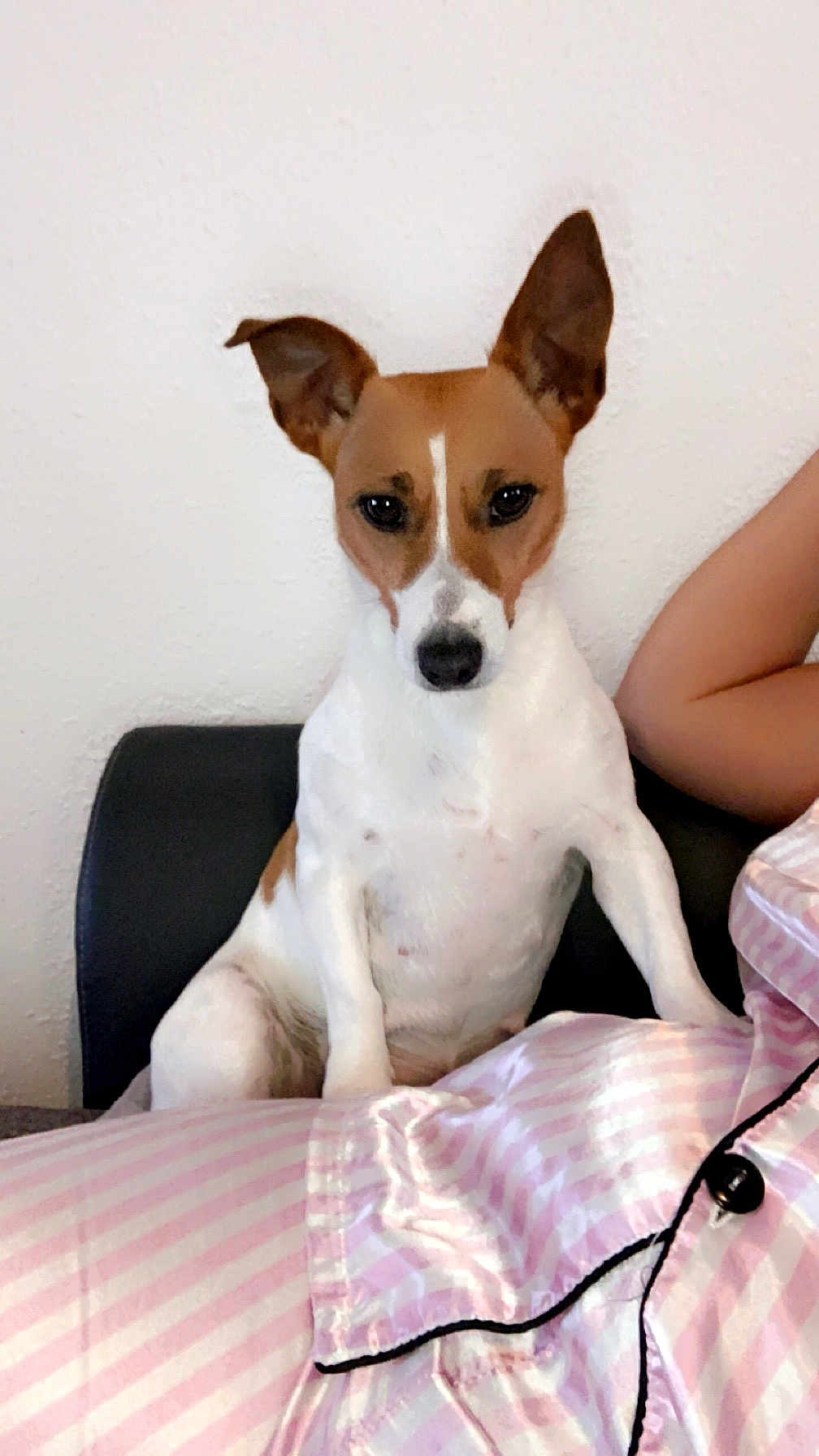 Fifille a rejoint le concours — aidez-le/la à gagner de superbes lots ! dog, pet, indoor, couch, person, pajamas, striped_clothing, brown_and_white, small_dog, ears, sitting, wall, furniture, relaxed, companion, domestic_animal, cute, alert, home, animal