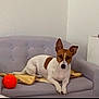 Fifille a rejoint le concours — aidez-le/la à gagner de superbes lots ! dog, small_dog, brown_and_white, couch, sofa, indoor, pet, blanket, toy, orange_ball, relaxed, tufted_couch, white_wall, furniture, companion, animal, domestic, resting, cute, ears_up