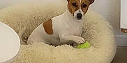 Fifille participe au concours pour gagner de l'argent avec cette photo : dog, small_dog, jack_russell, dog_bed, tennis_ball, indoor, floor, white_wall, fur, pet, animal, cozy, resting, paw, looking, playful, home, carpet, furniture, relaxed