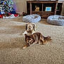 dog, carpet, living_room, christmas_tree, decorations, dog_beds, digital_clock, wooden_furniture, small_dog, beige, cozy, holiday, indoor, pets, relaxed, fluffy, lights, festive, television, home