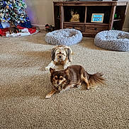 Bella And Snickers joined the competition — help win amazing prizes! dog, carpet, living_room, christmas_tree, decorations, dog_beds, digital_clock, wooden_furniture, small_dog, beige, cozy, holiday, indoor, pets, relaxed, fluffy, lights, festive, television, home