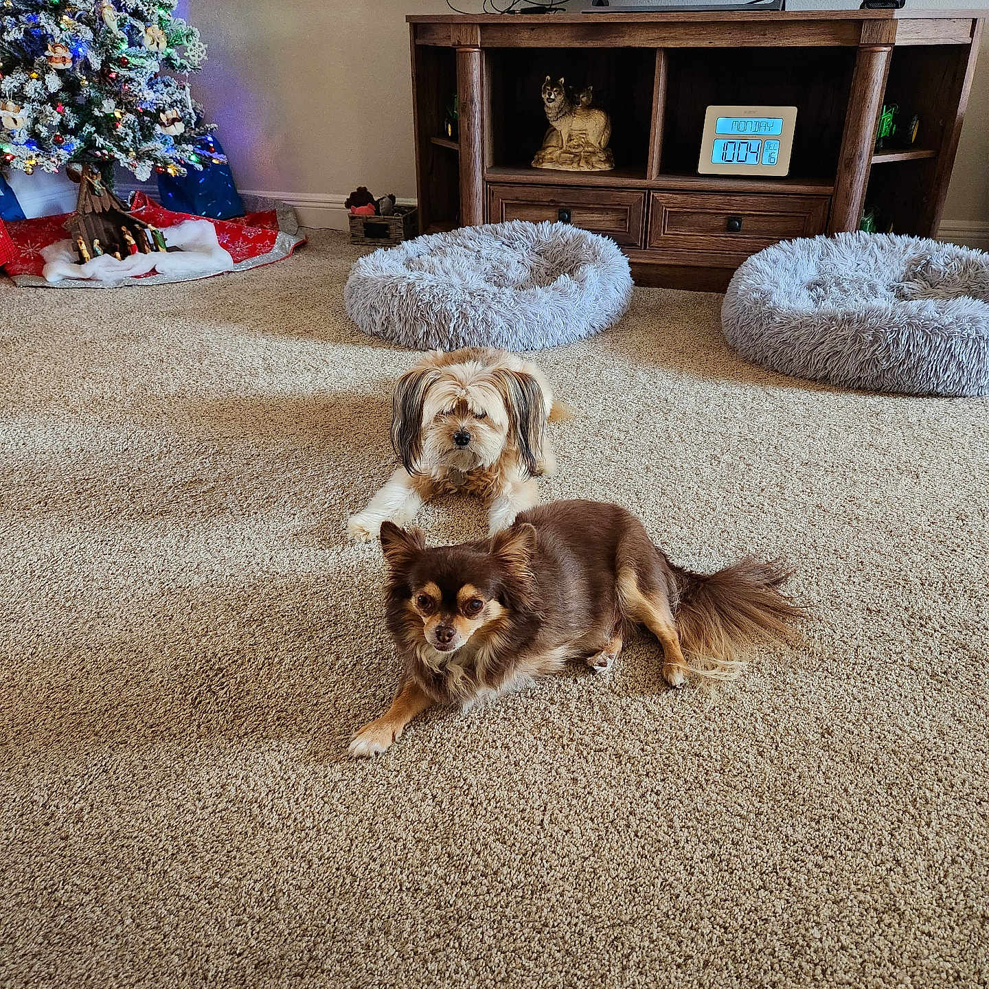 Bella And Snickers joined the competition — help win amazing prizes! beige, carpet, christmas_tree, cozy, decorations, digital_clock, dog, dog_beds, festive, fluffy, holiday, home, indoor, lights, living_room, pets, relaxed, small_dog, television, wooden_furniture