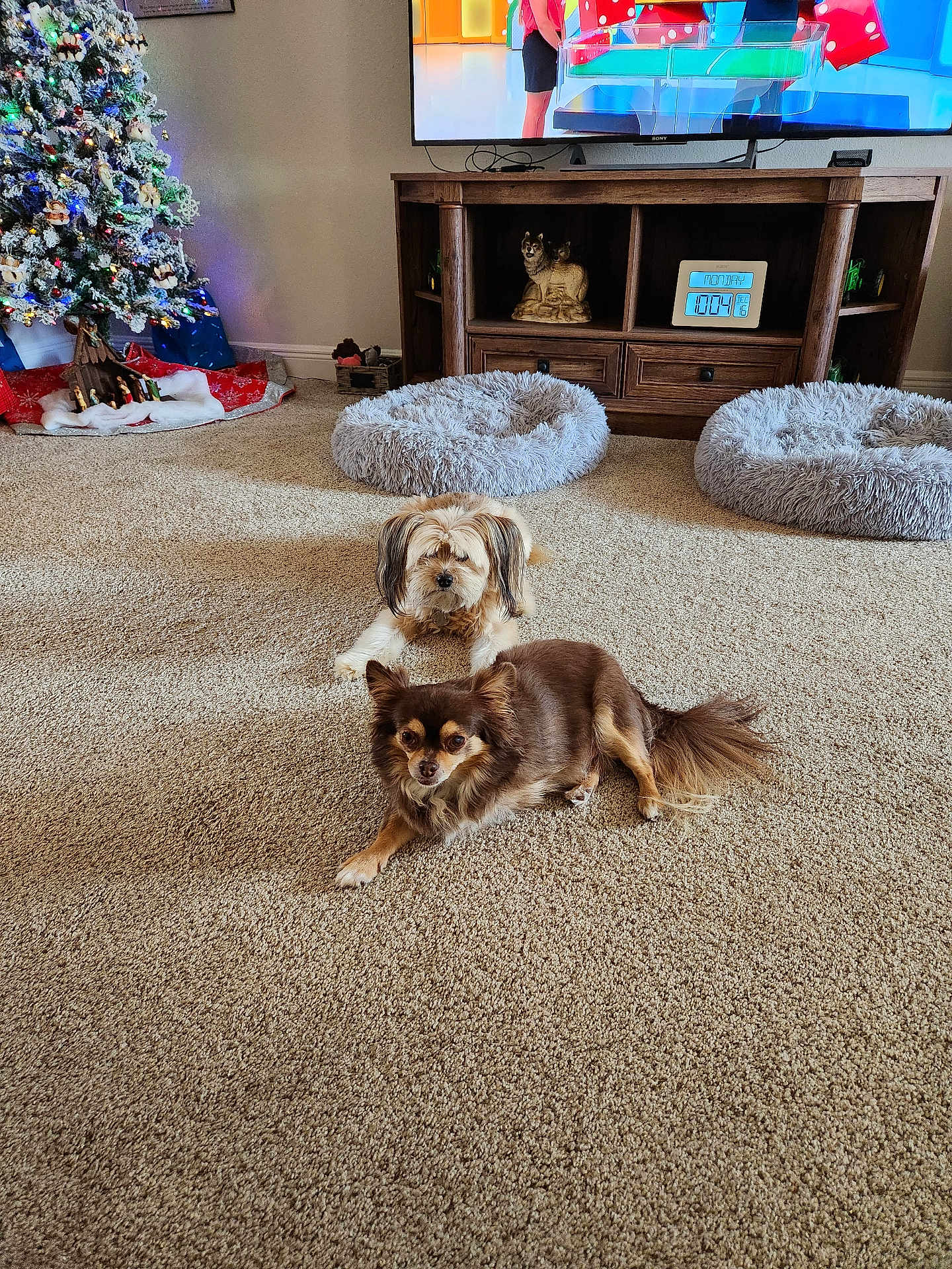 Bella And Snickers joined the competition — help win amazing prizes! dog, carpet, living_room, christmas_tree, decorations, dog_beds, digital_clock, wooden_furniture, small_dog, beige, cozy, holiday, indoor, pets, relaxed, fluffy, lights, festive, television, home