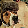 Floky participe au concours pour gagner de l'argent avec cette photo : dog, pet, canine, furry_hat, costume, winter, wide_eyes, close_up, portrait, indoors, tile_floor, brown_and_white, black_nose, collar, leash, human_hand, sitting, funny, cute, companion_animal
