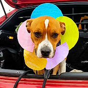 Floky participe au concours pour gagner de l'argent avec cette photo : dog, canine, pet, brown_and_white, short_hair, flower_collar, colorful, red_car, open_trunk, vehicle, portrait, face, eyes, nose, sitting, outdoor, playful, funny, bright_colors, photography