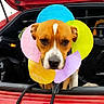 dog, canine, pet, brown_and_white, short_hair, flower_collar, colorful, red_car, open_trunk, vehicle, portrait, face, eyes, nose, sitting, outdoor, playful, funny, bright_colors, photography