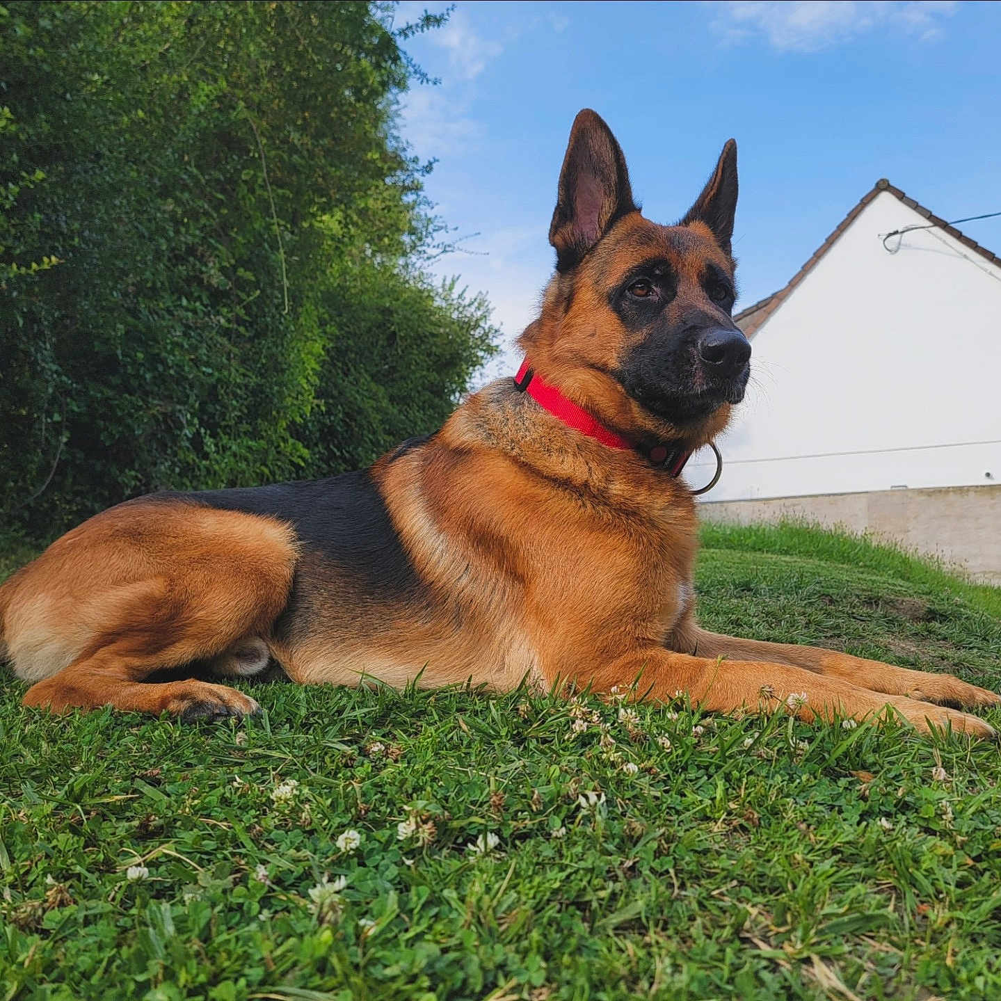 Taz participe au concours pour gagner de l'argent avec cette photo : animal, architecture, backyard, building, canine, dog, field, germanshepherd, grass, grassland, lawn, nature, outdoors, pet, plant, policedog, puppy, shelter, tree, yard