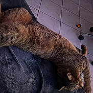 Orus participe au concours pour gagner de l'argent avec cette photo : animal, blanket, cat, chair, cozy, feline, floor, fur, home, indoor, paw, pet, relaxation, resting, sleeping, tabby, tile, toy, wheels, whiskers