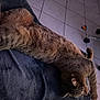 animal, blanket, cat, chair, cozy, feline, floor, fur, home, indoor, paw, pet, relaxation, resting, sleeping, tabby, tile, toy, wheels, whiskers