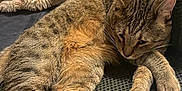 Orus a rejoint le concours — aidez-le/la à gagner de superbes lots ! animal, blanket, cat, chair, comfort, cozy, cute, feline, fur, furniture, home, indoor, paw, pet, relaxed, resting, sleepy, tabby, texture, whiskers